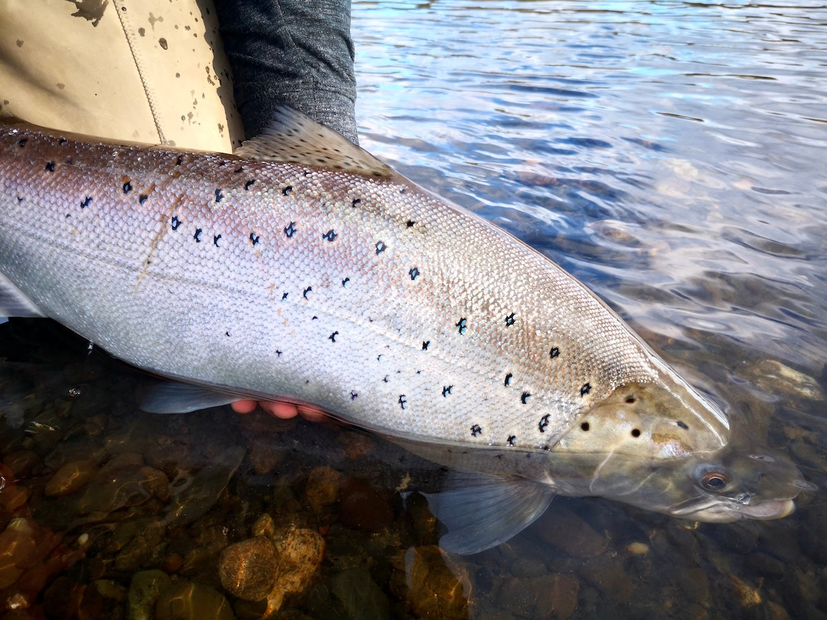 Fishing the Rio Grande